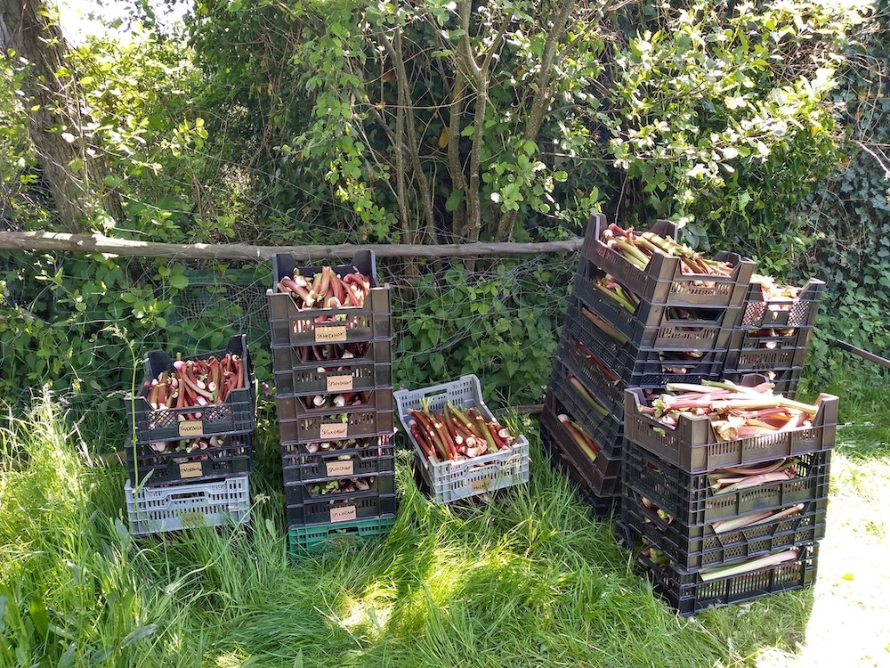 Read more about the article Rhubarb harvest